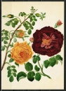 Ansichtskarte von Horny - "Die gelbe Centifolie - und die gefllte oder knigliche Purpur-Rose" (1795)