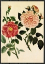 Ansichtskarte von Stark - "Die gemeine Zucker-Rose - Die groe fleischfarbene Rose" (1795)