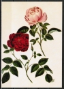 Ansichtskarte von Stark - "Die dunkle und die blasse immerblhende Rose" (1795)