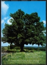 AK Bad Knig / Momart, die Momarter Eiche mit dem Lied-Text vom Baum im Odenwald, gelaufen 1991